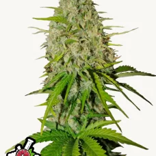 GRAPEFRUIT Auto
